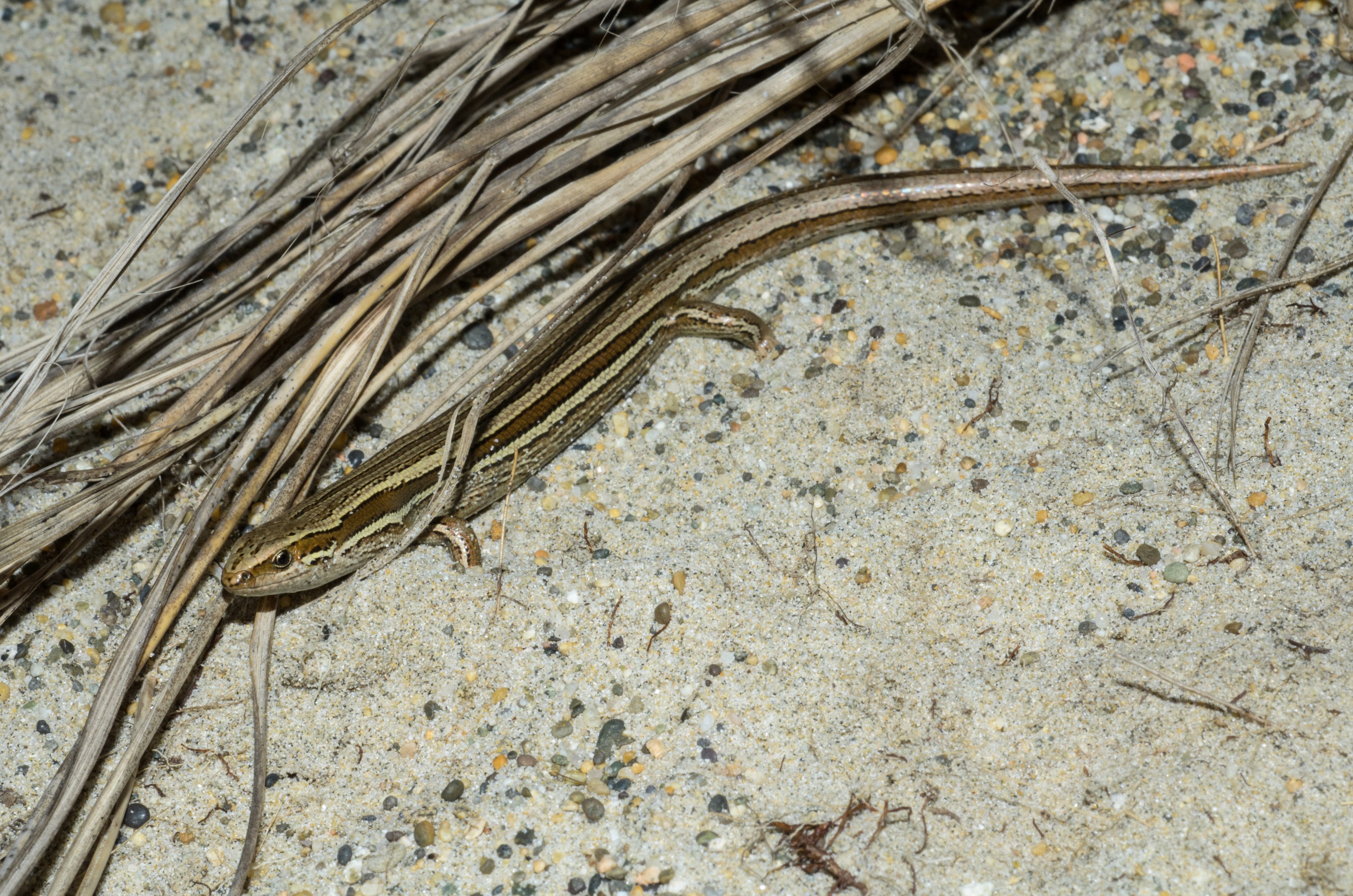 DSC_1901 – Adventure, Bay, Crispin, Island, March 2017, Mason, Mason Bay, National Park, New, New Zealand, Oligosoma polychroma, Rakiura, South, Stewart, Zealand, common skink